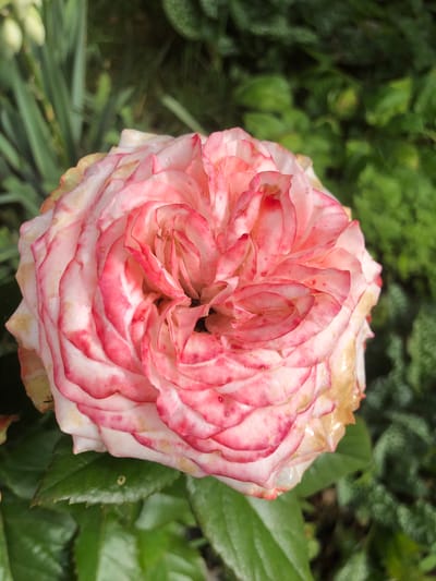 A close-up, overhead shot captures a pale pink rose with dark pink edges on its petals. The rose is in full bloom and its petals are layered and slightly ruffled. Some of the outer petals appear slightly dry and discolored. The rose is positioned slightly off-center to the left, with its bloom filling most of the frame. The background is a blur of green foliage, with some lighter green plants and darker green bushes visible. The lighting suggests it is daytime, with soft light illuminating the rose. The image appears to have been taken outdoors, possibly in a garden setting. The location is in the city of Radomyshl, Ukraine.