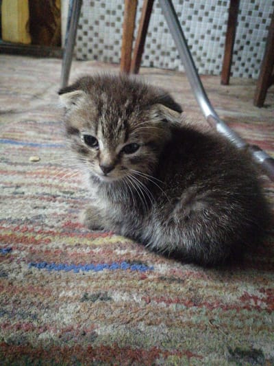 A domestic short-haired kitten is lying on a colorful carpet. The kitten has tabby markings with shades of gray, brown, and black. Its eyes are dark and appear to be looking slightly to the left. Long white whiskers are prominent on its face. The kitten's fur is fluffy, and its body is curled, with its tail not visible. The carpet has stripes of various colors, including red, blue, and beige. In the background, there are blurred wooden chair legs and a tiled wall. There is no indication of the specific location in Рэчыцкі сельскі Савет, Belarus.