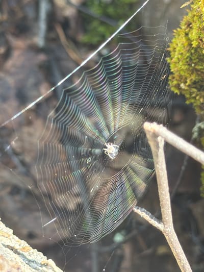 The image shows a close-up of a spiderweb. The spiderweb is circular and appears to be catching sunlight, creating a rainbow effect on its strands. A small spider is visible in the center of the web. The background is out of focus, with elements of nature like mossy surfaces and dry leaves. There is a branch intersecting the web in the foreground. The scene depicts a natural outdoor environment, likely a forest floor or wooded area. The location in Orlenok, Russia, is not visually indicated in the image.
