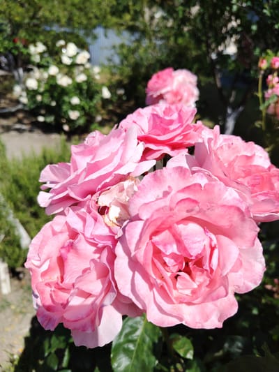 A close-up, eye-level shot captures a cluster of delicate pink roses in bloom, filling the majority of the frame. The roses are the focal point, with their soft petals displaying various shades of pink, from pale blush to a deeper rose hue. Some petals show slight wilting or browning at the edges, indicating the natural progression of the flowers. The background is softly blurred, hinting at a garden setting with greenery and hints of white flowers in the distance, possibly a bush of white roses. A light-colored fence is partially visible in the upper background, suggesting a residential or garden area. The lighting suggests a sunny day, casting dappled shadows on the petals and leaves. The scene is devoid of any people or animals. The image was likely taken outdoors in Aytos, Bulgaria, given the context of its origin.