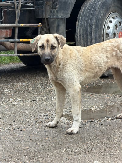 A light-colored dog stands on an asphalt surface. Next to the dog is the wheel of a vehicle. The location is assumed to be Yuzhny, Russia. A green tag is visible on the dog's ear. The area around the dog and vehicle appears to be urban.
