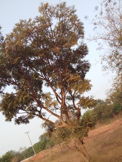 The scene depicts an outdoor environment in Oturkpo, Nigeria, under natural daylight conditions. A large, deciduous tree with a thick, multi-branched trunk dominates the central foreground, its canopy filled with mixed green and light brown foliage. The tree leans slightly towards the right side of the frame. The ground beneath the tree and extending across the lower half of the image is covered in dry, light brown grass and exposed reddish-brown earth, sloping gently upwards towards the right. In the middle-left background, a wooden utility pole with multiple overhead wires runs vertically, with a treeline behind it. The far background on the right features a dense cluster of various trees and bushes, including the visible crown of a palm tree. The sky is clear and pale blue, occupying the upper portion of the frame. No individuals or active subjects are visible.