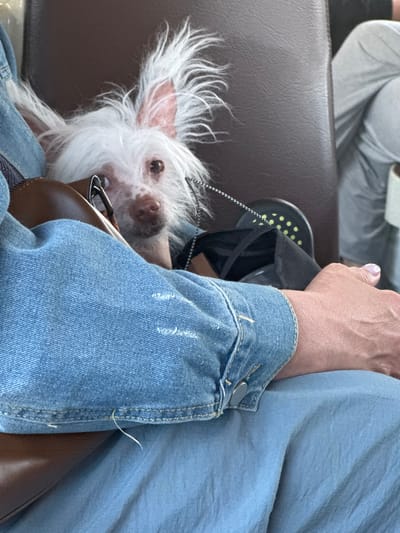A person wearing a blue denim jacket and light blue pants sits on a brown leather seat, possibly in a vehicle or waiting area. To their left, a small white dog with prominent ears and sparse white fur peeks out from behind the person's arm. The dog has brown eyes and a pink nose with a few speckles. The person's right arm is resting on their lap, and their hand is visible, with manicured nails and one nail painted with a light purple color. A dark bag with yellow polka dots is visible behind the dog. The background shows a person in gray clothing sitting further back, and a portion of a light gray seat. The scene appears to be indoors, likely in a public transportation setting or a waiting area. The location is not specified as being in Beloostrov, Russia.