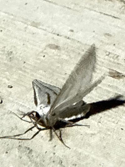 A black and white, slightly blurry photograph shows a moth resting on a light-colored, wooden surface. The moth is positioned facing the viewer's left, with its wings partially spread. The surface it rests on appears to be a weathered wooden deck or walkway with visible grain lines and some small dark specks, possibly dirt or debris. The lighting suggests it is daytime, casting a shadow of the moth to its right. The image does not contain any information indicating its location in Serebryakovka, Russia.