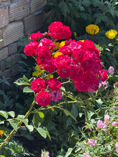 A close-up shot captures a cluster of vibrant fuchsia-colored roses in bloom, their delicate petals forming intricate patterns. The roses are attached to a thorny stem, its green surface dotted with sharp, reddish-brown thorns. Accompanying the roses are numerous green leaves, some showing signs of wear with small holes. In the background, out-of-focus yellow marigolds add splashes of color, and hints of a weathered brick wall are visible on the left side of the frame. The overall scene depicts a garden setting, likely in Konop, Bulgaria, bathed in natural daylight.
