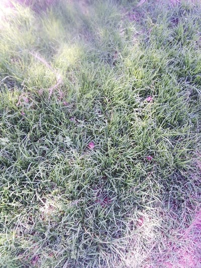 This image presents a ground-level view of an outdoor natural environment located in the city of Nachu ward, Kenya. The scene is dominated by a dense growth of green grass, exhibiting varying shades, with individual blades appearing elongated and somewhat disheveled. Interspersed among the grass are several desiccated leaves, predominantly reddish-brown in color, resting on the surface or partially embedded within the vegetation. The underlying ground, where visible, appears as dark soil. Direct natural light illuminates the scene from an indeterminate source, creating bright highlights across the grass blades. No persons, animals, or man-made objects are visible within the frame, nor are any actions or interactions depicted.