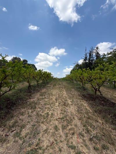 The image shows a plantation of young fruit trees, likely guava, in Gderot Regional Council, Israel. The trees are planted in neat rows on a slightly sloped terrain with dry grass and soil. The sky is clear blue with scattered white clouds. The perspective is from ground level, looking down a pathway between two rows of trees that recedes into the distance. There are no people or animals visible in the frame. The overall impression is one of a rural agricultural setting on a sunny day.