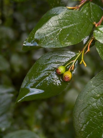 This is a close-up, eye-level, natural-light photograph of several wet, dark green leaves on a plant. The leaves have prominent veins and a slightly wrinkled texture. Small, immature berries, two of which are clearly visible, are attached to a thin, reddish-brown stem. The berries are greenish-yellow with reddish tips and are also wet. Water droplets and streaks are visible on the leaves, suggesting recent rain or dew. The background is a soft, blurred out-of-focus green, indicating a dense foliage environment. The image has a shallow depth of field, with the focus sharply on the berries and the leaves they are attached to. The overall impression is one of freshness and natural detail, likely captured in a garden or natural setting in the Vostochny District of Russia. There is no visible text.