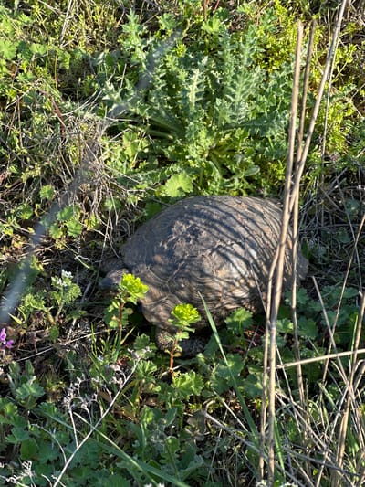 A turtle rests among grasses and weeds. The location is not deducible from the image.