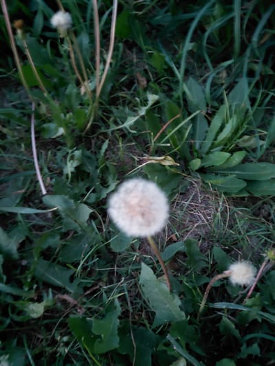 A close-up, overhead shot captures a cluster of dandelions in a grassy, outdoor setting. The dandelions are in various stages of bloom, with some showing full, fluffy seed heads and others in earlier development. The surrounding environment is characterized by lush green foliage, with tall grass stems and broader leaves interspersed. The lighting suggests it might be dusk or an overcast day, as shadows are soft and the overall tone is somewhat muted. The image does not provide any information about the city of Oskemen, Kazakhstan, or any specific identifiable landmarks or details related to that location.