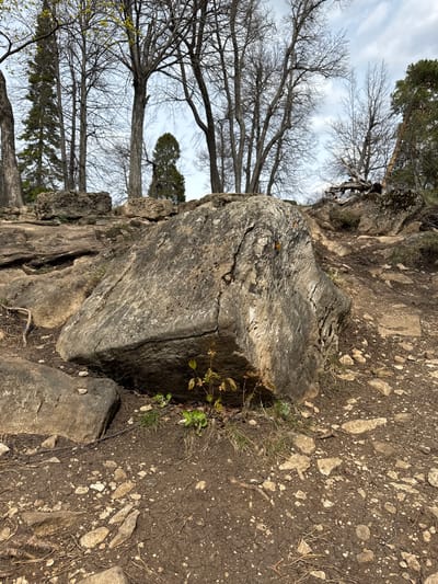 This image captures a natural outdoor scene, likely a forest or woodland trail, in Pavlovka, Russia. The dominant features are the ground, which is a mix of dark dirt, scattered light-colored rocks, and patches of dry grass, and numerous trees.
In the foreground, a large, dark gray, irregularly shaped rock or weathered tree stump is prominent. It has a rough, textured surface with visible cracks and patterns, and some small green plant growth around its base. Smaller rocks and pebbles are spread across the earthy ground, which appears somewhat uneven.
The midground and background are filled with trees. Many are deciduous, displaying intricate networks of bare, dark branches against a light, overcast sky, suggesting late autumn, winter, or early spring. Among these, some evergreen trees with denser, darker foliage can also be seen. The sky is mostly light gray with some cloud cover.
No people are visible, and no specific activity is taking place; the scene is a static depiction of a natural landscape. The overall impression is one of natural ruggedness and tranquility. The time of day appears to be daytime, likely a cloudy day given the diffused light. There is no visible text in the image.