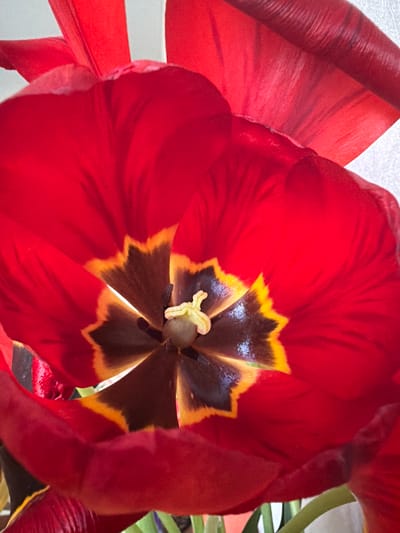 The image shows a close-up view of a red tulip flower in full bloom. The flower petals are a vibrant red color with darker red streaks. The center of the flower is visible, with a yellow stamen and a dark brown and yellow pattern. The background is blurred and out of focus, but appears to be white. The location is not relevant to this image.