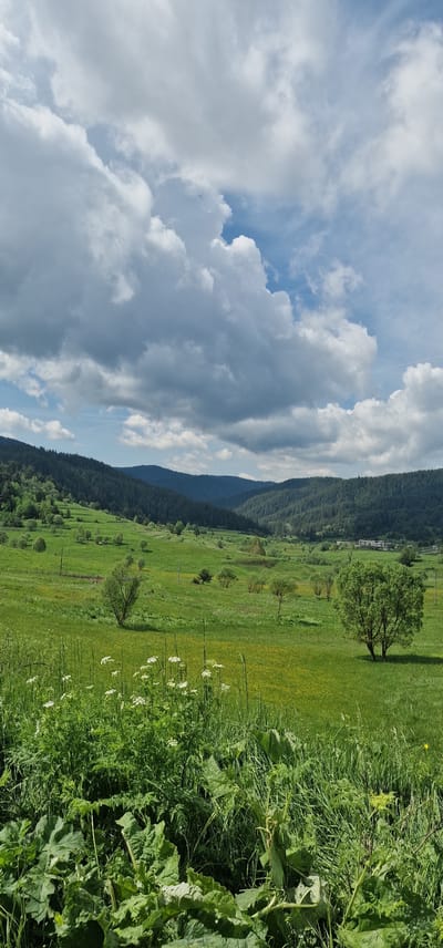 The image presents a vibrant, expansive rural landscape in Borino, Bulgaria, under a dynamic, partly cloudy sky. The scene is characterized by lush green vegetation and rolling hills, bathed in bright daylight.
In the immediate foreground, a dense array of green foliage dominates the right side. This includes tall grasses and large, broad-leafed plants, possibly burdock or similar species, with visible stems and textured leaves. Interspersed among these are clusters of delicate white wildflowers, suggesting an abundant natural environment.
The midground opens into wide, gently sloping fields of verdant green, some areas highlighted by a scattering of yellow wildflowers, indicative of a sunny spring or summer day. Several trees are dotted across these fields; a prominent, mature deciduous tree stands towards the upper midground, while smaller trees and shrubs are distributed throughout the landscape. Faintly visible in the far midground, nestled against the base of the distant hills, are a few indistinct buildings, suggesting human presence in the valley.
The background is defined by a range of dark green, densely forested mountains or hills that stretch across the horizon, providing a majestic natural backdrop to the valley.
Above, the sky features a mix of bright blue patches and substantial cloud cover. Large, voluminous cumulus clouds, ranging from brilliant white to light gray, drift across the expanse, creating a sense of depth and movement. Some wispy clouds are also present. The overall lighting suggests the time of day is late morning or early afternoon. No discernible human activity or visible text is present in the image, which evokes a sense of tranquility and natural beauty.