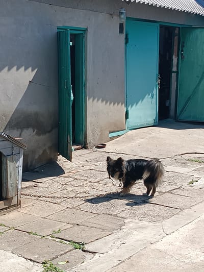 A medium-sized, long-haired dog with black and tan coloring stands on a paved courtyard in front of a building with light-colored walls and two large, teal-colored doors, one of which is partially open, revealing the interior. The dog is attached to a chain that extends to the left of the frame, presumably to a doghouse visible to the far left. The ground is made of square concrete slabs, with some cracks and sparse green vegetation growing between them. A shadow from the building is cast across the courtyard. The scene appears to be outdoors on a sunny day. The timestamp in the lower right corner indicates June 25, 2020, at 10:54 AM. The location is identified as Artsyz, Ukraine.