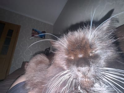 The media file is a close-up, low-angle photograph of a fluffy black cat. The cat is the primary subject, with its head filling most of the frame. Its eyes are partially closed, giving it a sleepy or content expression. Long white whiskers fan out from its muzzle. The cat's fur is dark and appears to have a slight sheen from the lighting.
The background is out of focus but suggests an indoor setting. To the left, a portion of a closed door with glass panes is visible, appearing to be made of wood. Behind the cat, a patterned wallpaper can be seen on the wall, with a framed picture of what looks like a landscape scene hanging on it. The ceiling is also visible at the top of the frame. A shadow of the cat, possibly its ear, is cast on the wall behind it, indicating the direction of the light source.
The lighting appears artificial, possibly from an overhead lamp, creating a shadow and highlighting the cat's fur and whiskers. The overall mood of the image is intimate and domestic, focusing on the comfort of the pet. There is no visible text in the image. The location context is Slonim, Belarus.