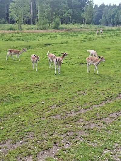 In a grassy field in Karčiupis, Lithuania, a group of six deer are scattered across the landscape. Four of the deer are spotted and appear to be young, with delicate frames and dappled coats. One of these young deer is in the foreground to the right, looking to its left. Another young deer is to the left of the frame, walking towards the right. Two more young deer are further into the background, one walking away and the other standing. A fifth deer, a white fawn, is grazing in the midground to the right. A sixth deer, also spotted, is standing in the middle ground, facing left. In the background, two young girls are walking across the field. The field is covered in green grass, with some patches of mud and small stones. A dense forest borders the field, with tall trees creating a natural backdrop. The sky is overcast, suggesting a cloudy day.