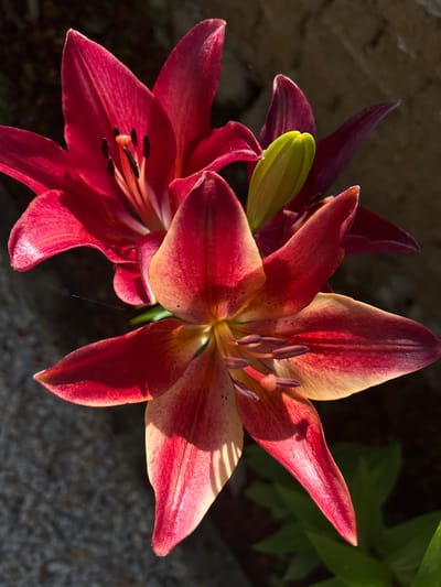 This is a close-up, high-angle shot of two vibrant lilies in full bloom, set against a dark, textured background. The dominant flower in the foreground is a striking blend of deep red and golden yellow, with its six petals fanning outwards. Its stamens, tipped with dark pollen, are clearly visible at the center. Behind it, another lily, primarily a rich crimson, peeks into the frame, its petals slightly less defined and partially in shadow. A small, unopened bud, pale green and pointed, is nestled between the two open flowers, adding a subtle contrast. The lighting is dramatic, with strong shadows and highlights that accentuate the velvety texture of the petals. The background consists of a rough, stone-like surface and out-of-focus dark foliage, suggesting an outdoor garden setting, possibly in a location like Градина, Bulgaria. The overall impression is one of natural beauty and intense color saturation.