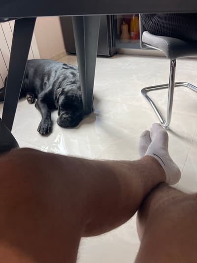 An indoor, low-angle shot captures a domestic scene in Aprilovo, Bulgaria, from the perspective of a person sitting on a chair. The person's lower legs, covered in light brown hair, are prominent in the foreground, wearing white ankle socks with a thin black stripe on the cuff. One foot rests on the light-colored tiled floor, while the other leg is bent, creating an overlapping view of the thighs.

On the floor, nestled under a dark metal chair frame, a black dog, possibly a pug, lies sleeping or resting. Its dark, glossy fur is visible, and its head and front paws are near a small, clear puddle or wet spot on the tiles. The dog appears relaxed.

Various furniture elements are visible: the chrome base of a chair leg is near the person's foot, and the dark metal frame of another chair partially obscures the dog. To the left of the frame, a dark woven furniture piece or basket is visible, along with a shelf containing a yellow bottle and a small beige gourd or squash. The lighting suggests an indoor daytime setting, contributing to a calm and casual atmosphere. No discernible text is visible in the image.
