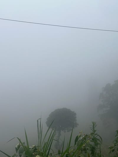 The image depicts a foggy natural environment, likely in Gikondi Ward, Kenya. In the foreground, tall green grass and some leafy plants are visible. In the mid-ground, a solitary tree stands shrouded in mist, its silhouette softened by the dense fog. Further in the background, more trees are barely discernible through the fog. A thin, dark horizontal line, possibly a wire or a utility line, stretches across the upper portion of the frame against a pale, overcast sky. The overall atmosphere is muted and serene, with visibility significantly reduced due to the fog. There are no people or animals present in the scene.