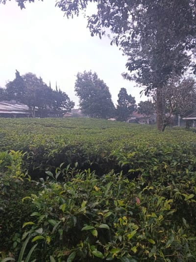 A vast field of lush green tea bushes extends towards the horizon. The plants are dense and neatly trimmed, creating a textured landscape. In the background, glimpses of buildings and trees appear, partially obscured by the foliage. A canopy of leaves and branches frames the top of the image, while the overcast sky contributes to the subdued lighting. The foreground showcases the detailed leaves and stems of the tea plants.