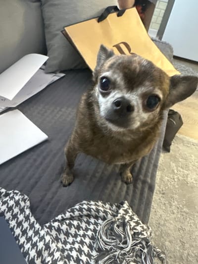 The image shows a close-up of a small, brindle-colored chihuahua dog sitting on a textured grey surface, possibly a sofa. The dog is looking directly at the camera with large, dark eyes. To the left of the dog is a light brown paper shopping bag with a black handle, and a portion of the letter "B" is visible on the bag. To the right of the dog is a black and white houndstooth patterned scarf with fringe. In the foreground, there are two white pieces of paper, one of which is curled. The background is blurred but suggests an indoor setting with neutral-colored walls and furniture. The lighting appears to be artificial, suggesting the image was taken indoors. No specific time of day or weather conditions are discernible. The overall mood conveyed is one of curiosity from the dog. No discernible text other than the partial letter on the bag is visible. The location context provided is Мирный, Russia.