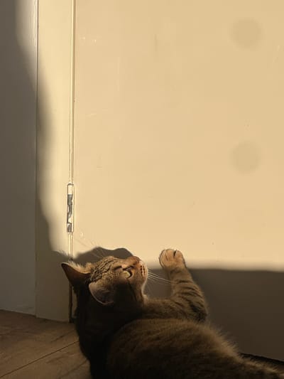 A brown tabby cat is resting on a surface with a light-colored wall and baseboard. The scene is brightly lit with sunlight, creating shadows on the wall and floor. The wall appears to have a hinge. The cat's head is turned upward, and its paw is visible on the wall's surface. Wooden flooring is visible to the lower right of the image. There are no visible signs or details linking this image to Beverwijk, Netherlands.