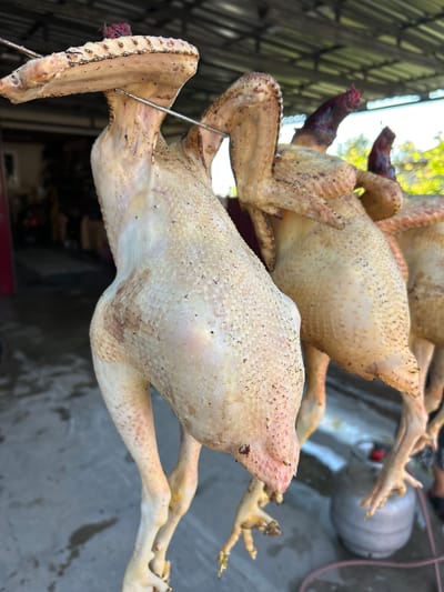 The image shows several whole chickens hanging by metal skewers from an overhead structure. The chickens appear to be prepared for cooking or preservation, with some showing signs of being singed or lightly roasted. They are suspended in an outdoor setting, with a concrete floor visible, and a metal gas cylinder is present in the background. The overall scene suggests a rural or semi-rural environment, possibly a farm or a market stall. The lighting indicates it is daytime. There are no people clearly visible or identifiable in the image. The chickens are the primary subjects, with their legs and wings positioned in various ways. The texture of their skin and the presence of small dark specks, possibly spices or remnants of feathers, are noticeable. The environment is somewhat cluttered with what appears to be a covered outdoor area.
