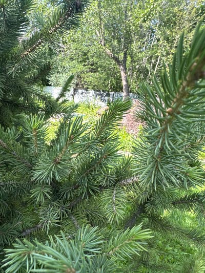 This media file is a close-up, overhead shot of a fir tree's branches and needles. The needles are a vibrant green, and the branches are thick and layered, creating a dense texture. In the background, out of focus, are other trees with lighter green foliage and a glimpse of what appears to be a birch tree with its distinctive white bark. There is also a hint of brown, dry ground cover beneath the trees. The lighting suggests it is daytime, with sunlight filtering through the leaves, creating bright and shadowed areas. The overall impression is one of a natural, outdoor setting, likely a forest or a garden with mature trees. The focus on the fir needles provides a detailed view of the evergreen foliage, while the blurred background gives a sense of depth and the surrounding environment. There is no text visible in the image, nor are there any people or specific objects that stand out, other than the natural elements of the trees and foliage. The location context provided is Koklaisai, Kazakhstan.