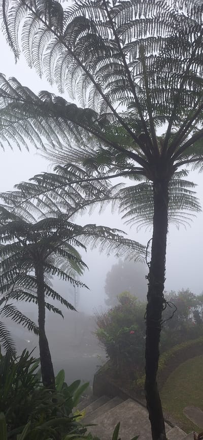 The image depicts a misty outdoor scene featuring lush vegetation. In the foreground, the fronds of large tree ferns dominate the frame, with their intricate, feathery leaves creating a dense canopy. The trunks of these ferns are thick and dark. To the left, a smaller tree fern is visible, partially obscured by the larger one. Below the ferns, to the left, there are large, green leaves of other plants. In the mid-ground, a body of water can be seen, reflecting the diffused light of the foggy atmosphere. Beyond the water, a garden area with various plants, including some with red flowers, is visible. A concrete staircase leads down into the scene from the right. The overall environment is characterized by a thick mist, creating a soft, diffused lighting and limiting visibility of distant elements. The location is identified as Banjar, Indonesia.