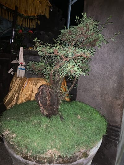 In the city of Banjar, Indonesia, an outdoor scene at night features a potted bonsai tree with a thick, gnarled trunk and sparse, green foliage. The tree is planted in a large, circular pot filled with short, green grass. Behind the tree, a wooden statue with a white face and blue and red markings stands draped in a golden cloth with a patterned design. To the left of the statue, a yellow umbrella with tassels is positioned. A rough, dark stone object is placed in front of the bonsai. The background consists of a dark, textured wall.