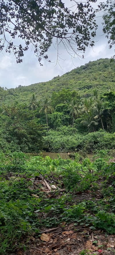 Baan Thong Nang, Thailand, presents a landscape dominated by lush greenery. A steep, densely vegetated hillside rises, covered in a mix of trees and palms. A narrow waterway runs alongside the base of the hillside, partially obscured by vegetation. The foreground reveals a forest floor covered in fallen leaves, vines, and other plants. A deciduous tree with exposed branches partially frames the view against an overcast sky.