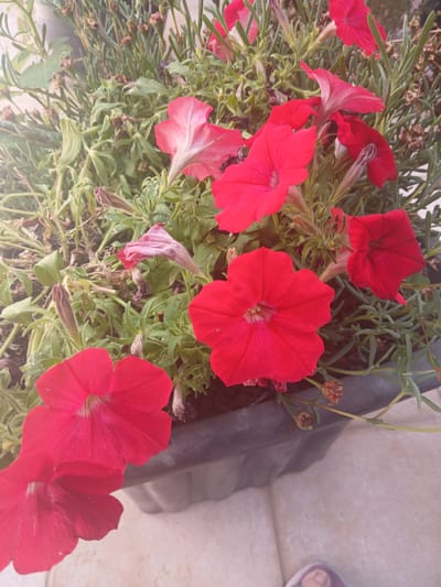 The image displays a dark-colored plastic planter, partially visible, containing numerous red petunia-type flowers and assorted green foliage. Multiple flowers are fully open, exhibiting deep red petals and lighter pinkish-white centers. Other flowers appear withered, showing faded pink hues, or are present as unopened buds. The foliage within the planter includes clusters of slender, elongated green leaves, possibly succulent, and broader green leaves associated with the flowering plants. The planter rests on light-colored, textured tiled paving. A human forefoot, wearing an open-toed sandal with a light-colored sole and a purple strap, is partially visible on the tiled surface in the lower right quadrant. The scene is illuminated by natural daylight, and is located in Latsia, Cyprus.
