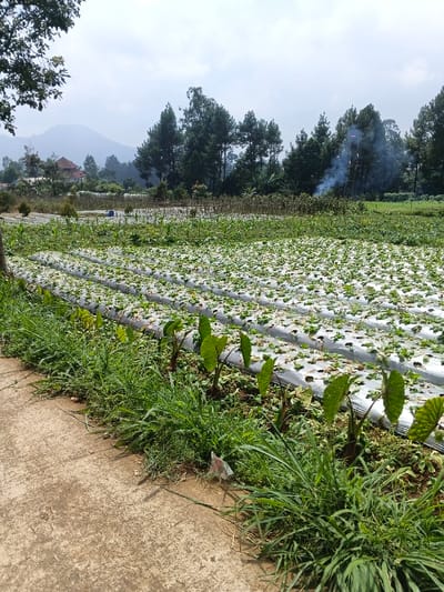 A rural scene showcases a vast field cultivated with crops covered in white plastic sheeting. Lush green foliage and tall grass line the edge of the field. A weathered, concrete path runs alongside the field, contrasting with the vibrant vegetation. In the background, a mountain range is visible amidst towering pine trees, with a wisp of smoke adding a touch of intrigue. A single building is partially visible in the distance.