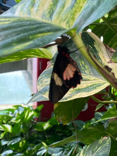A butterfly with black wings, a scalloped edge, and reddish-orange and white markings is perched on a variegated green and yellow leaf. The leaf belongs to a plant with other similar leaves visible. The background is partially blurred but includes glimpses of a red structure and a white, semi-transparent surface. The scene does not provide enough information to confirm a location in Konya, Turkey.