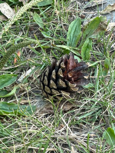 A close-up, top-down view shows a single, dark brown pinecone resting on a bed of dry grass and some green leaves. The pinecone is positioned in the center of the frame, its scales clearly defined. The surrounding grass is a mix of green and dry, straw-like blades, with some broader green leaves interspersed. In the lower left and right portions of the image, two distinct, elongated green seed heads are visible, also resting among the grass. These seed heads appear to be part of a plant with small, tightly packed green seeds. The scene suggests an outdoor setting, possibly a forest floor or a grassy area where pine trees are present. The lighting is diffused, suggesting it could be daytime, but without strong direct sunlight, indicating possibly an overcast day or shaded area. There is no visible text in the image.