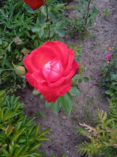 A vibrant red rose, fully bloomed with delicate pink inner petals, is the central focus of this image. The rose is situated outdoors, with its lush green leaves and a developing bud to its left. The background consists of dry, dark soil interspersed with patches of green foliage and a hint of a distant purple flower. The lighting suggests a natural outdoor environment, possibly a garden. There are no people or any indication of human activity within the frame, nor is there any information to suggest the specific location in Vyshhorod, Ukraine.