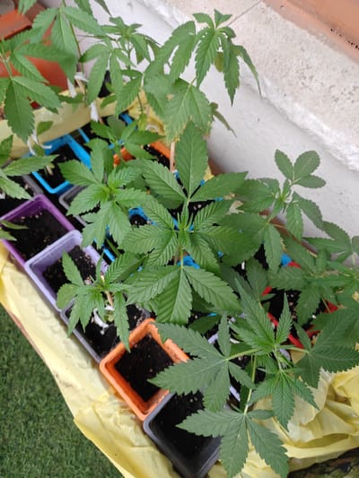 A collection of young cannabis plants are arranged in various colored plastic pots on a yellow tarp. The pots are situated on a concrete surface adjacent to a wall and a patch of grass. The plants are green with distinct, serrated leaves. The scene appears to be outdoors, possibly in a garden or balcony area in Puigcerdà, Spain, given the mention of this location. There are no people or animals visible in the image. The overall impression is that of a small-scale cultivation of cannabis seedlings.