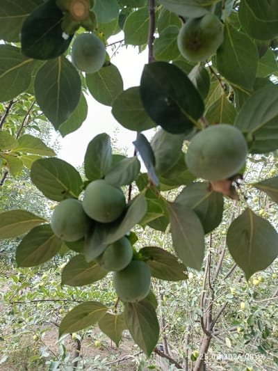 The image shows an orchard with a close-up of branches of a persimmon tree laden with unripe green persimmons. The foreground is dominated by large, dark green leaves and several clusters of the green fruits. The background reveals more trees with smaller, lighter green fruits, indicating a larger orchard setting. The environment appears to be outdoors with natural light, and the ground beneath the trees is visible, appearing somewhat dry and earthy. The timestamp "25.06.2026 08:16" is superimposed on the lower right corner of the image. There are no people or animals visible in the frame. The location is specified as Erkin, Uzbekistan.