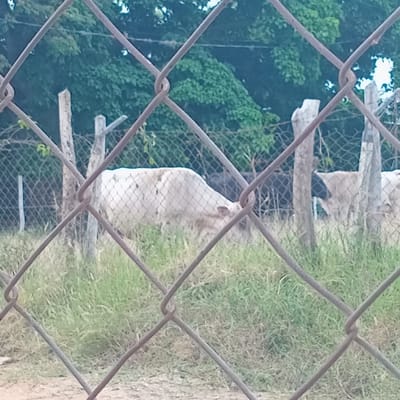 A forensic description of the scene in Cujisal, Venezuela:

The image depicts a rural or semi-rural scene viewed through a rusty, diamond-patterned chain-link fence in the foreground. In the midground, an enclosure contains at least three bovines. The most prominent animal, positioned to the left, is a light-colored or white cow with discernible dark spots on its body, observed with its head down, grazing on green and dry grass. To its right, partially obscured by wooden fence posts, a second light-colored bovine is visible, also with its head lowered, engaged in grazing. A dark-colored animal is partially visible behind one of the wooden posts. The fence of the enclosure consists of uneven wooden posts and additional mesh or barbed wire. The background features dense green foliage from trees and bushes, indicating an outdoor, natural environment under daylight conditions. No human subjects are present.
