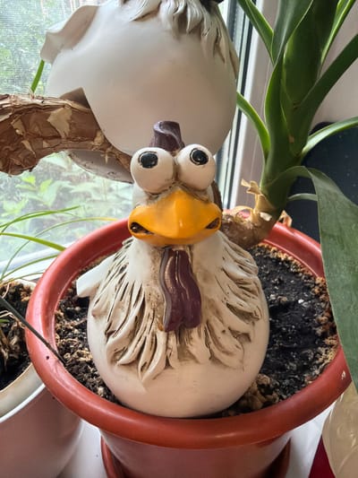 A ceramic chicken figurine with large googly eyes and a yellow beak sits in a red plastic pot filled with soil. The figurine is white with brown accents on its comb and wattle. Behind the chicken, a large white ceramic object, possibly another figurine, is partially visible. To the right of the chicken, a green plant with thick leaves grows out of the same pot. The pot is placed on a windowsill, with a window in the background showing a blurry view of greenery outside. To the left of the red pot, another white pot containing a plant with thin, dry leaves is partially visible. The scene appears to be indoors, near a window, with natural light illuminating the objects. The location is Zarechny, Russia.