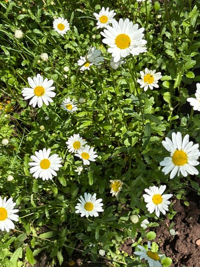 The image is a close-up, overhead view of a patch of white and yellow daisies growing in green foliage. Several daisy flowers are in bloom, with their white petals radiating from bright yellow centers. Some buds and wilting flowers are also visible. The background consists of dark soil and more green leaves and stems. A small insect is visible on one of the daisy petals in the lower right quadrant of the image. The lighting suggests a sunny day, with shadows cast on the ground and some of the foliage. This image does not contain any specific landmarks or features that would indicate its location within Bratsk, Russia.