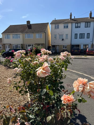 The image depicts a residential street scene in West Oxfordshire, United Kingdom. In the foreground, a rose bush laden with peach-colored roses dominates the view. The rose bush is situated on a bed of small, light-brown gravel. Behind the bush, a paved road runs parallel to the row of houses. Parked vehicles are visible along the roadside. The houses are of similar design, two-story structures with tiled roofs and multiple windows. The façades are painted in varying shades of white and cream. The sky is a clear blue, suggesting a sunny day. There are no people visible in the scene. The overall impression is one of a quiet, suburban neighborhood.