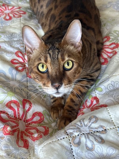 A Bengal cat with striking green eyes and distinctive spotted fur is lying on a patterned blanket. The blanket has a floral design with red and grey flowers. The cat's head is angled slightly to the side, and its gaze is directed upwards. The background is the blanket, with no other objects or people visible. The location is not specified in the image.