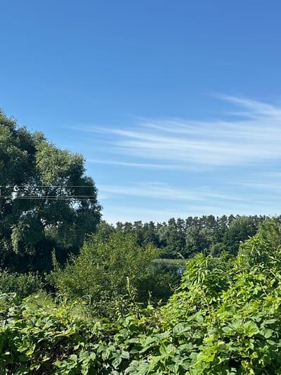 The image depicts a bright, sunny day with a clear blue sky featuring wispy white clouds. In the foreground, lush green foliage dominates the lower portion of the frame, with dense leaves and vines creating a natural barrier. Behind the foliage, a large, mature tree with abundant green leaves stands prominently on the left side of the image. Three thin, horizontal wires are visible stretched across the frame, passing in front of the tree and the sky. Further in the background, a dense line of evergreen trees forms a horizon. A body of water is partially visible through a gap in the trees in the mid-ground. The overall impression is one of a natural, rural landscape.