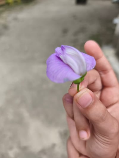 A single purple flower with a prominent white and lighter purple central petal is held by a human hand in Teumpokteungku, Indonesia. The hand, displaying a light to medium brown skin tone, grips the flower's green stem between the thumb and index finger; visible fingernails appear clean. The flower itself shows distinct venation on its purple petals. The background is an out-of-focus, light grey, mottled surface, consistent with an outdoor concrete or paved area, under diffused lighting conditions. No other discernible subjects or objects are present.