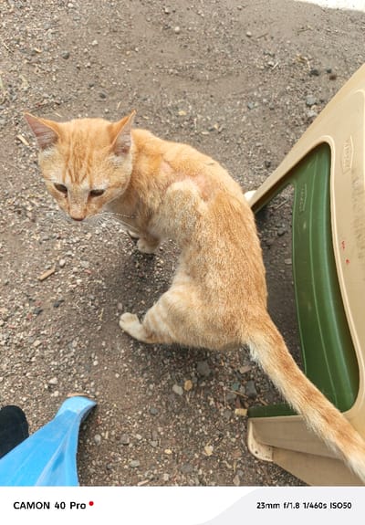 An orange tabby cat is positioned on an unpaved ground composed of gravel and dirt. The cat, exhibiting a lean physique, has predominantly orange fur with lighter cream accents and prominent white whiskers. A distinct patch of fur loss and visible skin irritation is present on its left flank/shoulder area. The cat's head is angled downwards and slightly to its left, its eyes partially closed, giving it a somewhat somber appearance. Its body is curved, with its tail extended towards the right. To the cat's right, the lower section of a beige plastic chair with a green plastic seat is visible. In the lower-left corner of the frame, a partially obscured blue plastic object, possibly a slipper or container fragment, is present next to a black fabric item, suggesting human proximity. The scene is illuminated by natural daylight. This observation takes place in the city of Oloosirkon/Sholinke ward, Kenya.