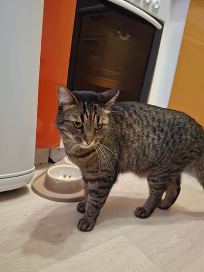 A tabby cat stands on a light-colored wooden floor next to its food bowl. The cat is near a white and orange kitchen appliance, possibly a stove, with a glass oven door reflecting the interior of the kitchen. The location is not discernable from the image, and there is no information to suggest the location is Ozyorny, Russia.