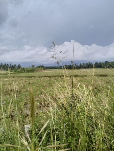 A wide shot captures a serene landscape under a cloudy sky in Muliengmanyang, Indonesia. The foreground is dominated by tall, wispy blades of grass, some reaching upwards and out of focus, creating a natural frame. Beyond the grass, a harvested rice field stretches out, its stubble a mix of golden brown and green. In the mid-ground, a dense line of palm trees and other tropical vegetation forms a verdant horizon. The sky above is a dramatic expanse of grey clouds, with hints of lighter patches suggesting the presence of the sun trying to break through. The scene is tranquil and natural, evoking a sense of rural peace.