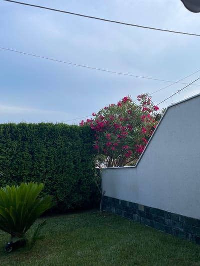 This is a vertical, outdoor, medium-shot photograph taken in Chaidefto, Greece. The scene depicts a residential backyard with a building, a manicured hedge, a flowering tree, a lawn, and a palm-like plant. A light grey building with a dark tiled border runs along the right side of the frame. A tall, dense green hedge borders the lawn, which is on the right side of the image. A tree with bright pink flowers is visible above the hedge, near the building. The sky is a pale blue with some light clouds, suggesting it is daytime. Electrical wires are visible in the upper left portion of the image. The overall mood is serene and tranquil, capturing a pleasant outdoor space. There is no visible text in the image.
