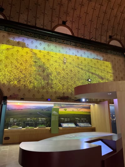 The scene depicts an interior view of an exhibition space within the Cité Internationale de la Gastronomie et du Vin (CIGV) in Dijon, France.
A high, vaulted ceiling with repeating floral motifs is visible above. Below this, the upper portion of a large wall displays a projected image of an expansive, bright yellow field, likely rapeseed, under a light blue sky. A lone individual, seen from behind in light clothing, walks away into the distance across the field. This projection is superimposed over the wall's inherent light-colored pattern of repeating fleur-de-lis symbols. A black spotlight projector is positioned on a raised, curved wooden platform to the right, casting light onto the main wall.
Below the main projection, a horizontal exhibition structure is present. It features backlit panels with panoramic landscape photographs, including a sunset over rolling green hills and vineyards on the left. Text in French, such as "Le ciel, la terre les hommes," is visible on a vertical green panel. Below these panels, multiple recessed display cases contain miniature landscape models or exhibits. In the foreground, a large, irregularly shaped interactive table or counter with dark edges and a light surface occupies the lower right, featuring a glowing display section. The overall lighting is subdued, highlighting the projections and exhibition elements.